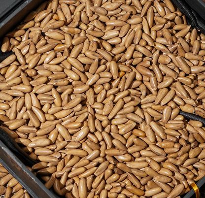 SPECIAL OFFER Premium (Chilgoza) Pine Nut Pouch 1 KG